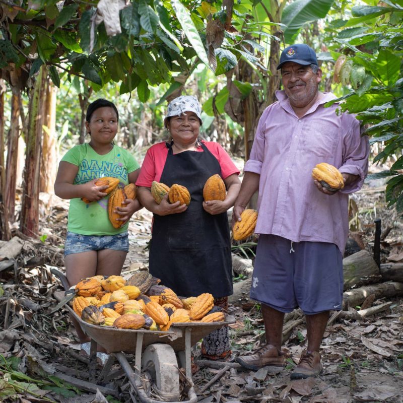 Cacao oogst door Boliviaanse Familie 1