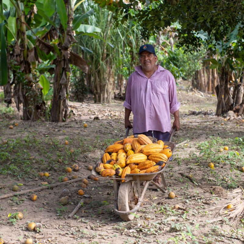 Cacao oogst door Boliviaanse Familie 2