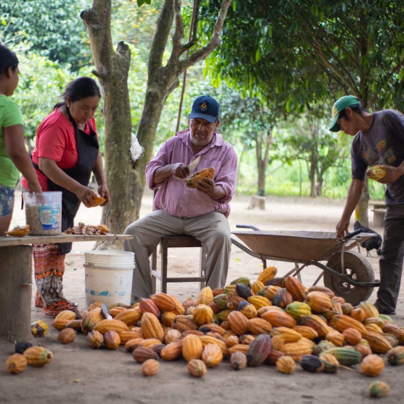 Cacao oogst door Boliviaanse Familie 3