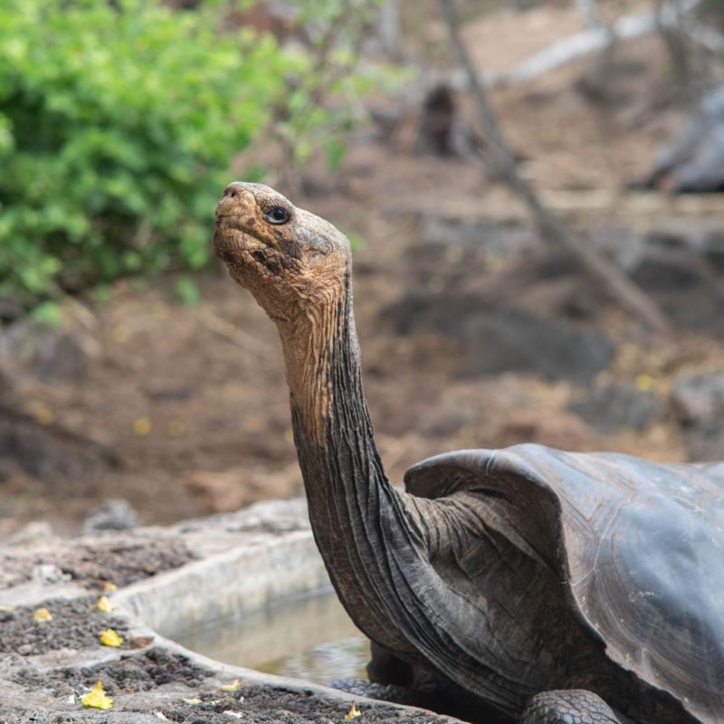 Galapagos 1