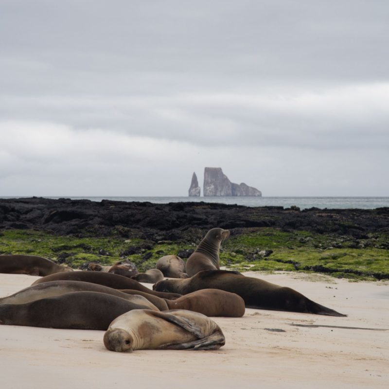 Galapagos 12