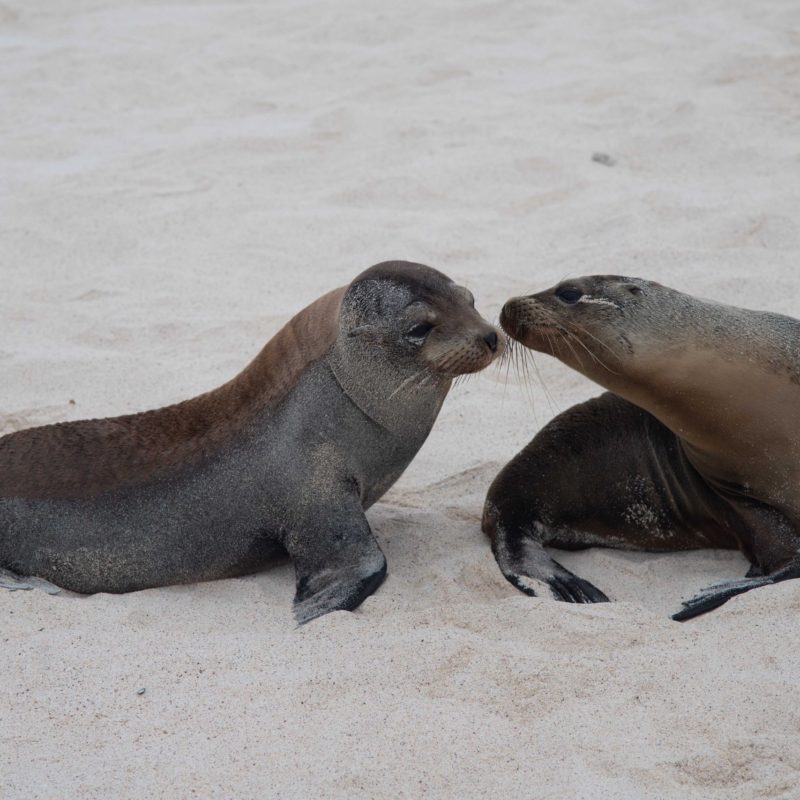 Galapagos 13