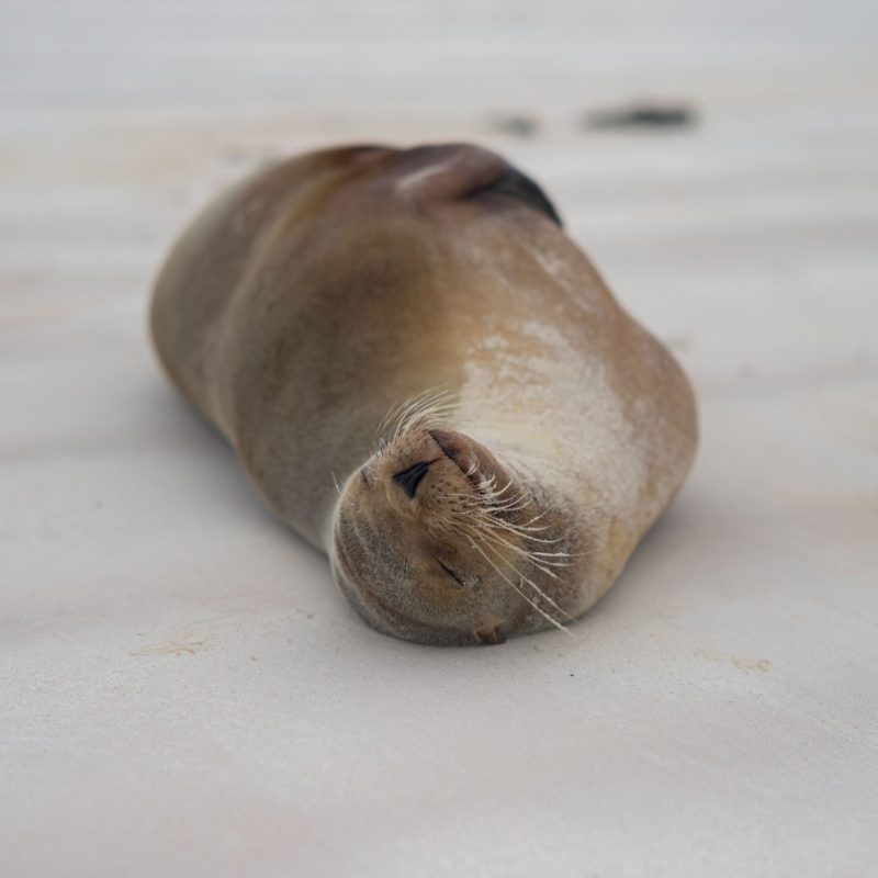 Galapagos 14