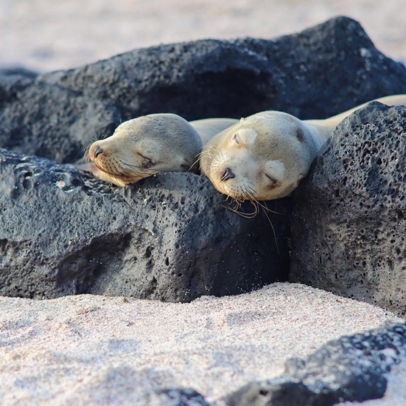 Galapagos 15