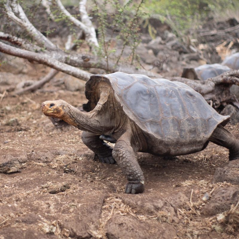 Galapagos 2