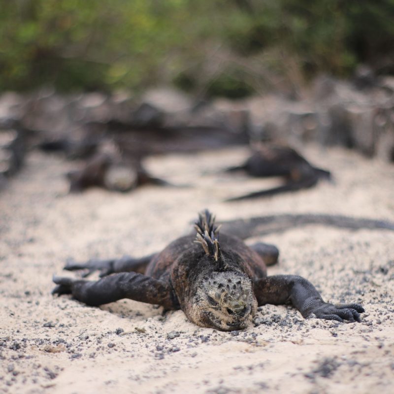 Galapagos 22