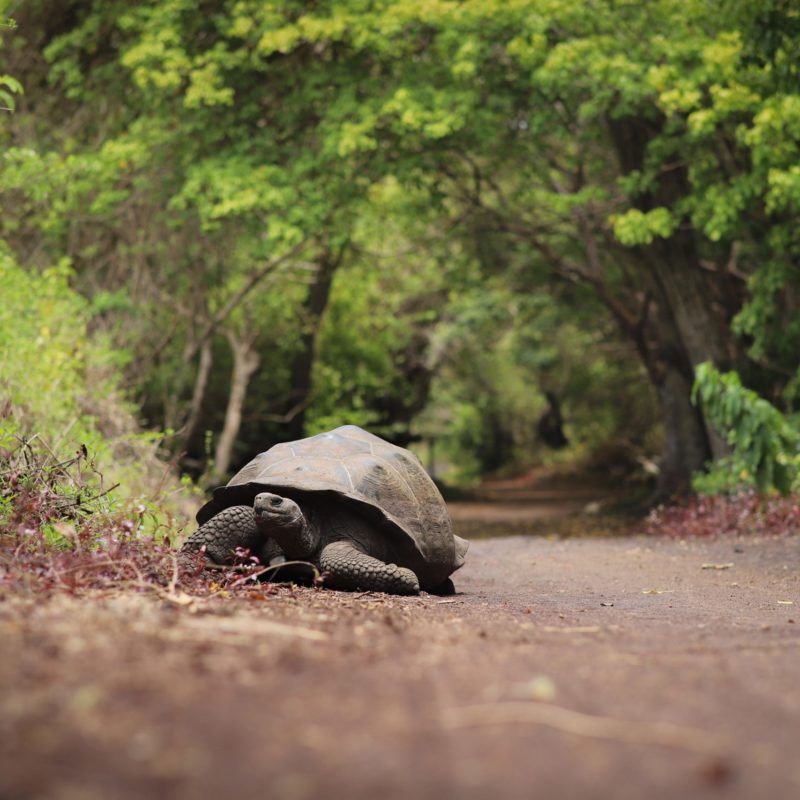 Galapagos 3