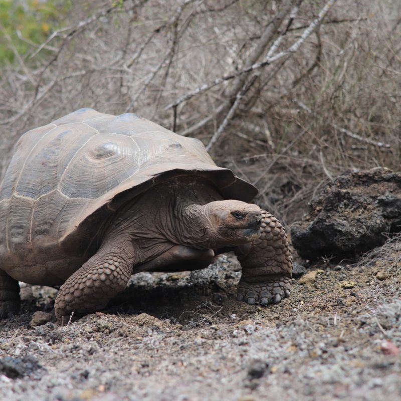 Galapagos 6