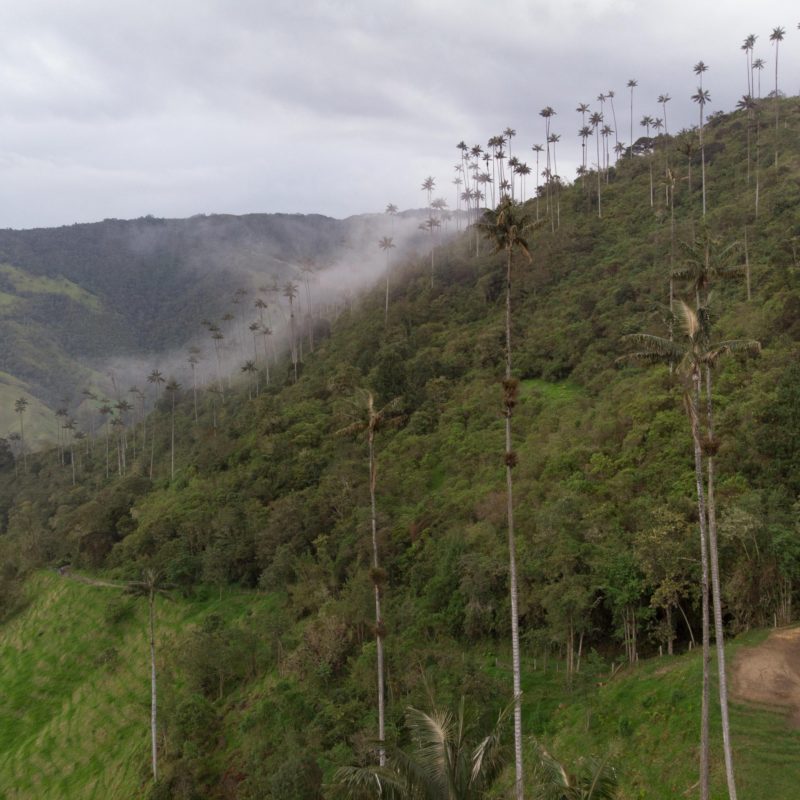 Valle de Cocora, Colombia 1