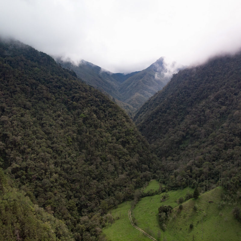 Valle de Cocora, Colombia 2